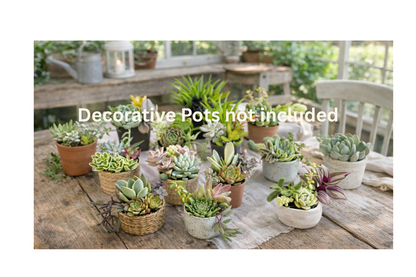 10 Mixed Succulent Favors – Perfect for Hostess, Corporate, and Event Gifting