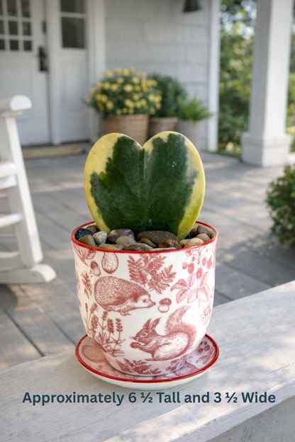 💚 Hoya Kerrii Heart in Decorative Pot