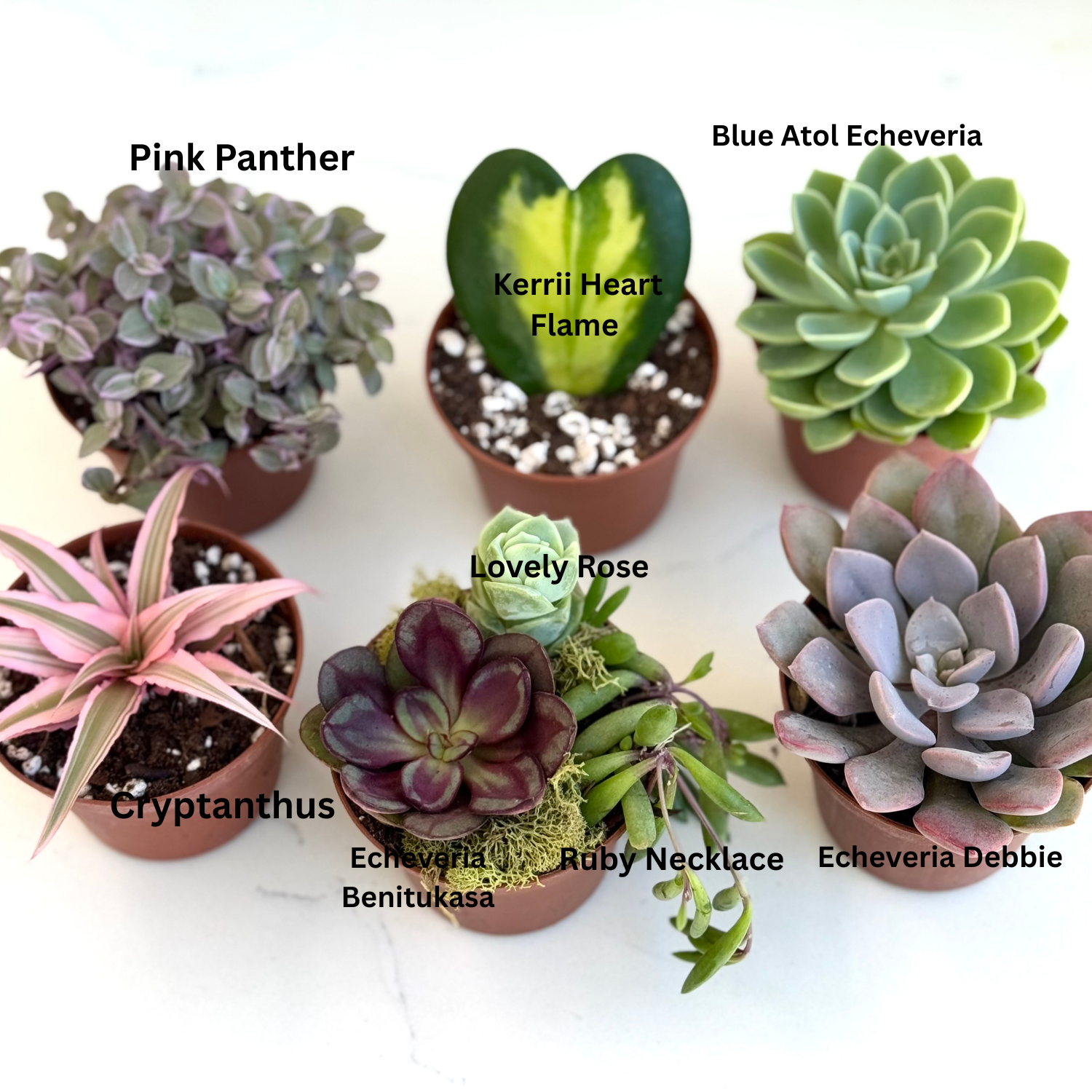 Holiday Succulent Gift Box
