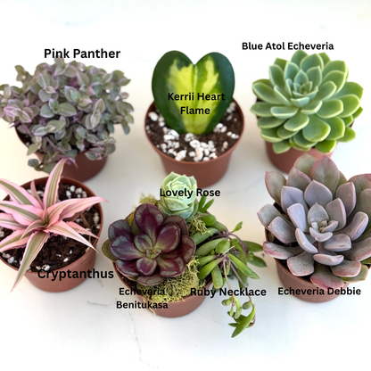 Holiday Succulent Gift Box