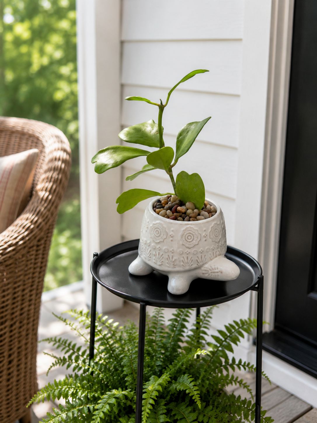 Hoya Kerrii Heart Vine in Decorative Turtle Planter