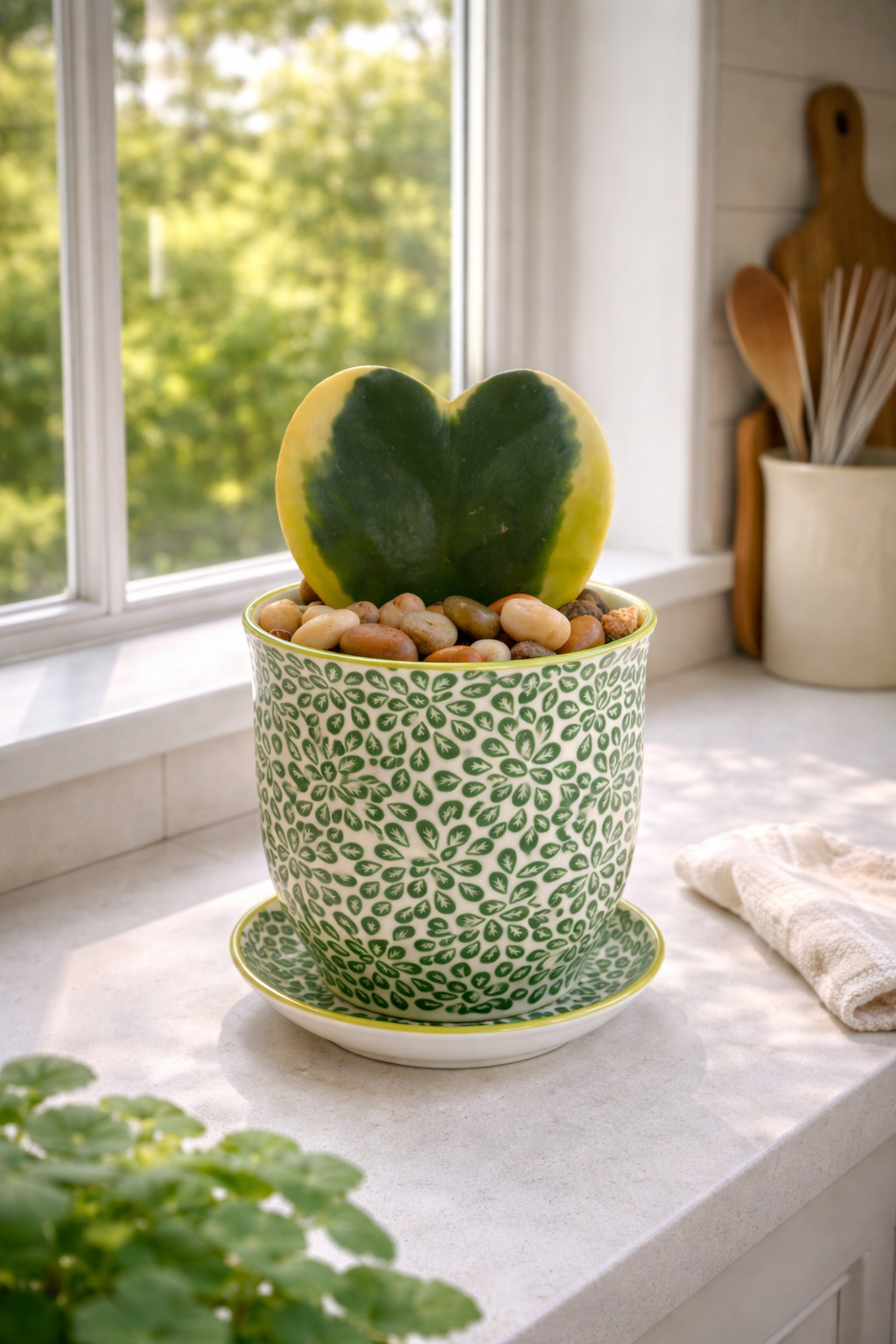 💚 Hoya Kerrii Heart in Decorative Pot