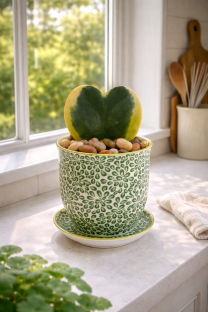 💚 Hoya Kerrii Heart in Decorative Pot