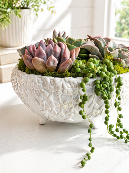 Mixed Succulent Arrangement in White Vine Bowl | Long-Lasting Gift