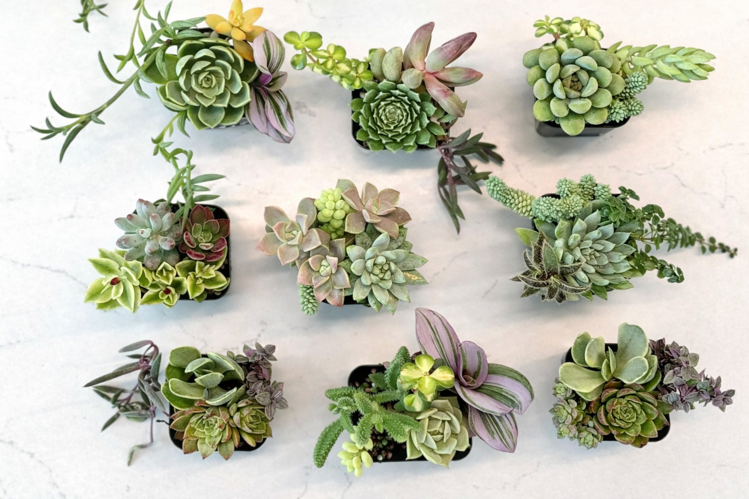 10 Mixed Succulent Favors – Perfect for Hostess, Corporate, and Event Gifting