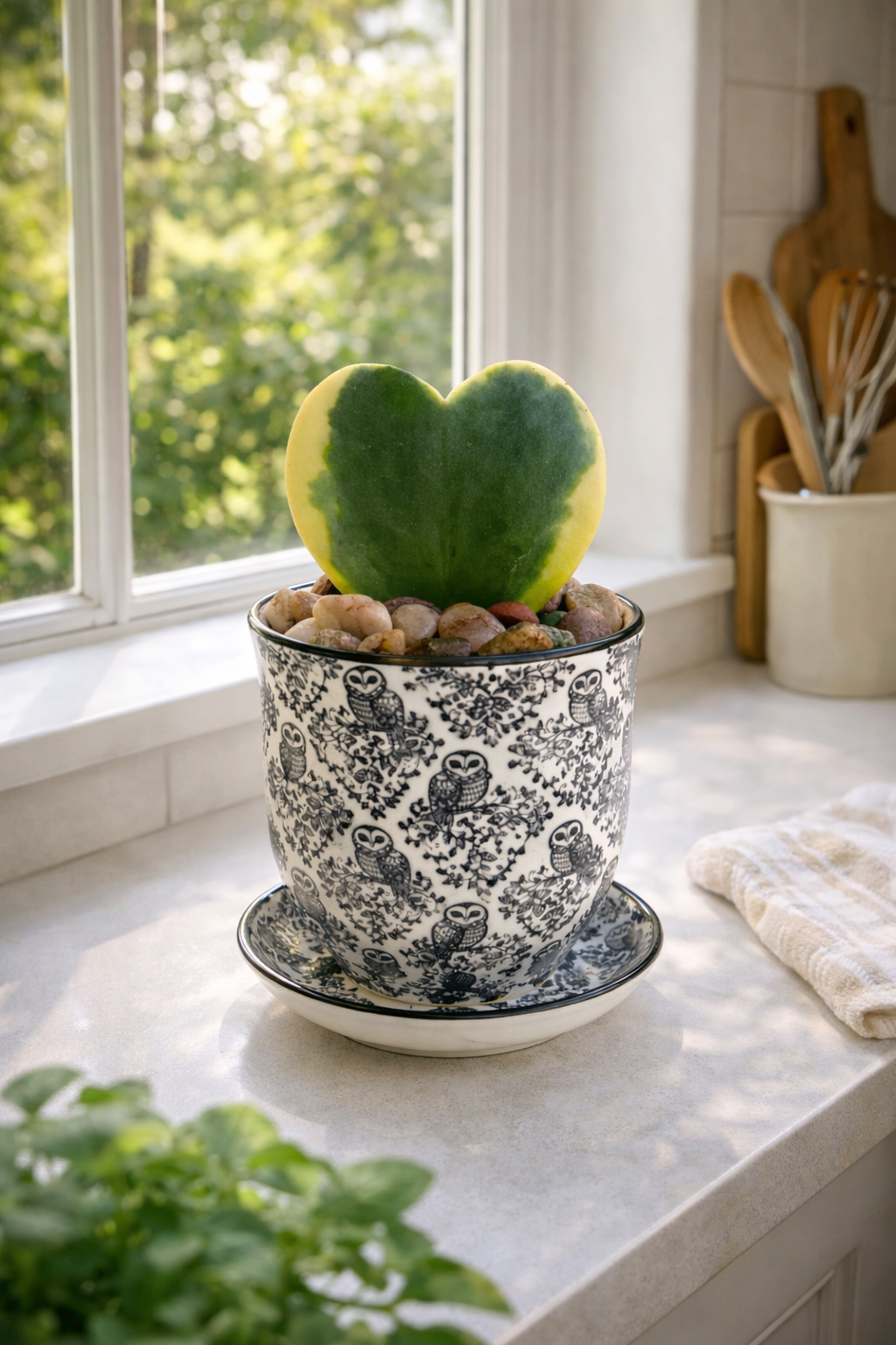 💚 Hoya Kerrii Heart in Decorative Pot