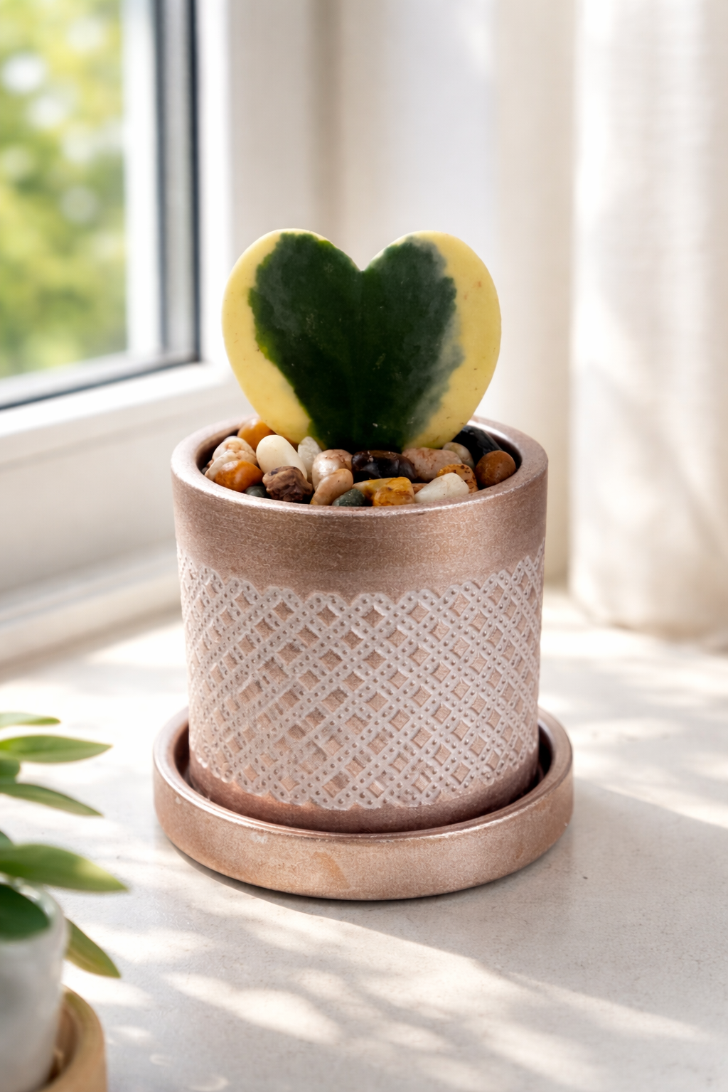 Variegated Hoya Heart in Decorative Pot