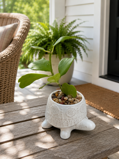 Hoya Kerrii Heart Vine in Decorative Turtle Planter
