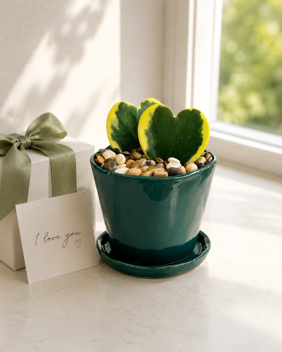 Variegated Hoya heart