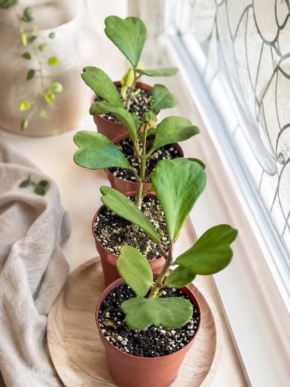 Hoya Kerrii Heart Vine