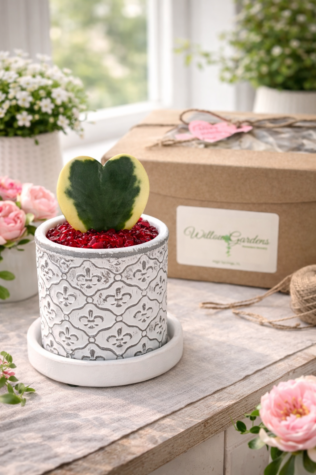 Variegated Hoya Heart in Decorative Pot