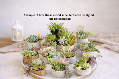 10 Mixed Succulent Favors – Perfect for Hostess, Corporate, and Event Gifting