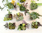 Mixed Succulent Pots
