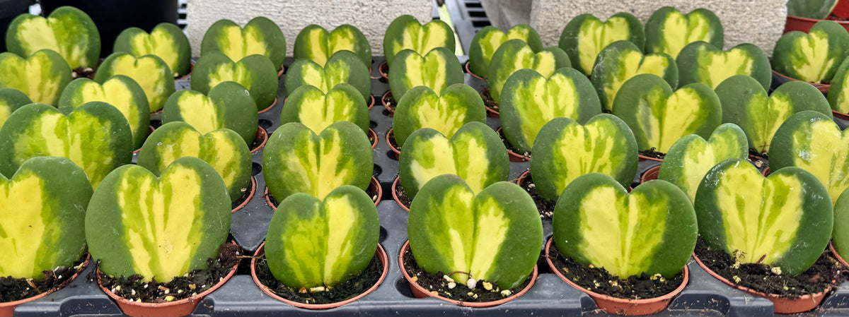 Hoya Kerrii Heart Flame