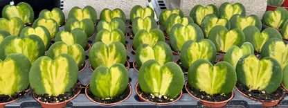Hoya Kerrii Heart Flame