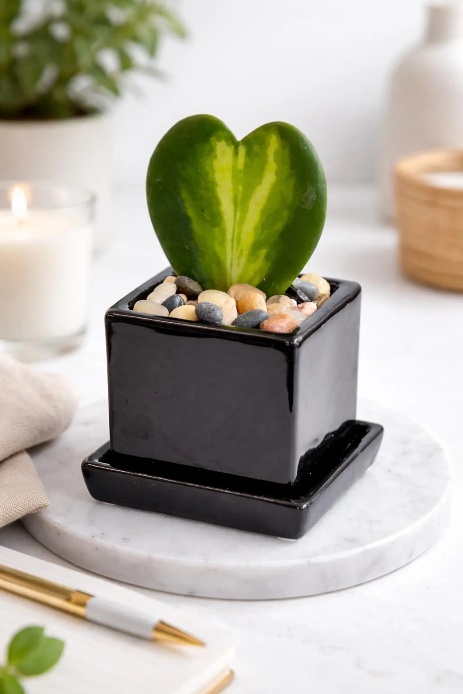 Flame Hoya Kerrii Heart