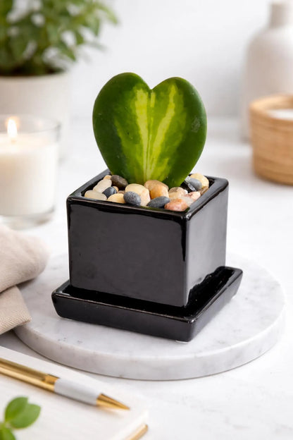 Flame Hoya Kerrii Heart