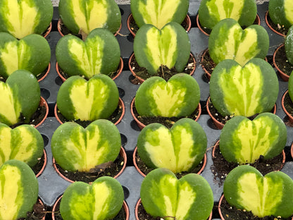 Hoya Kerrii Heart Flame