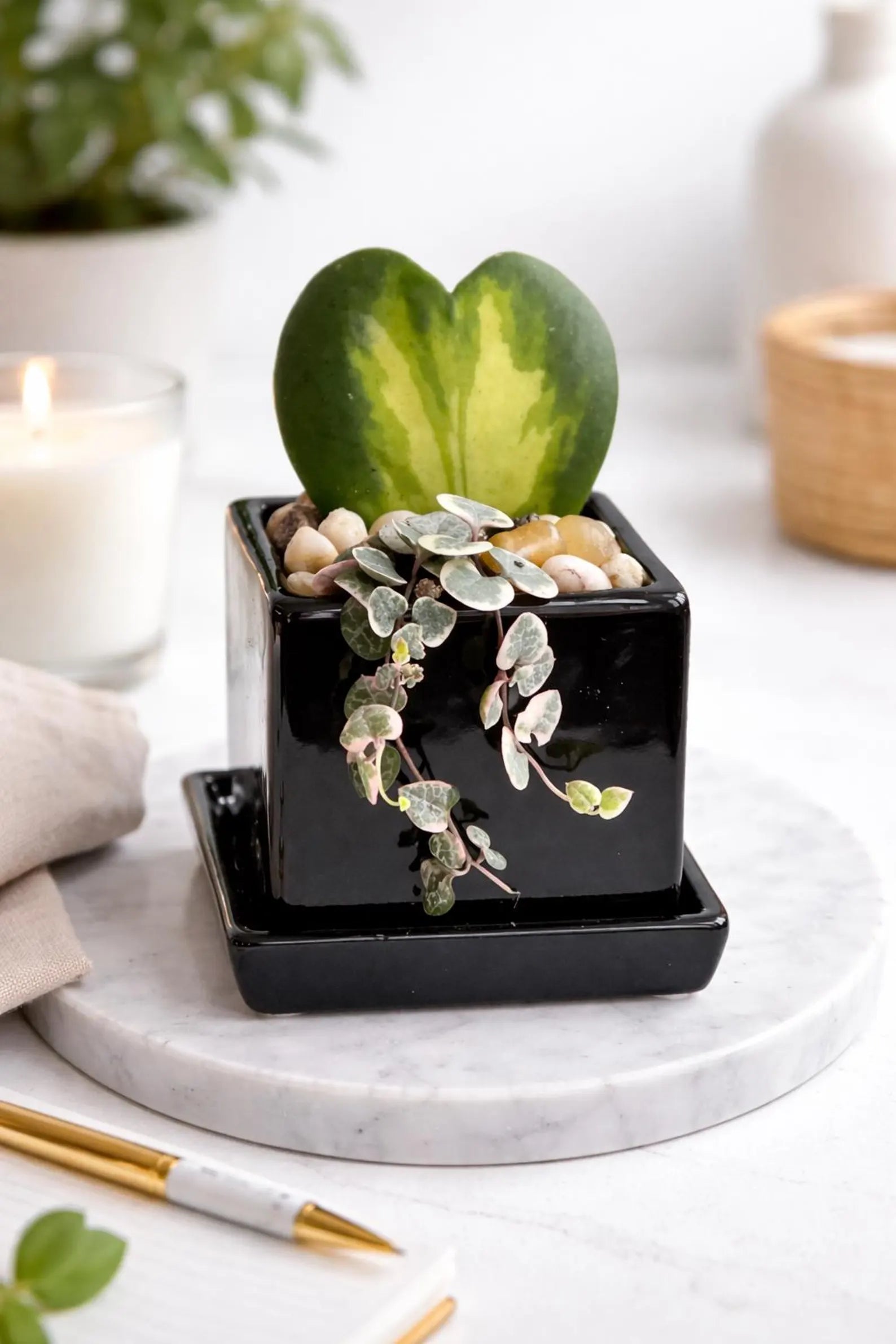 Flame Hoya Kerrii Heart + Variegated String of Hearts