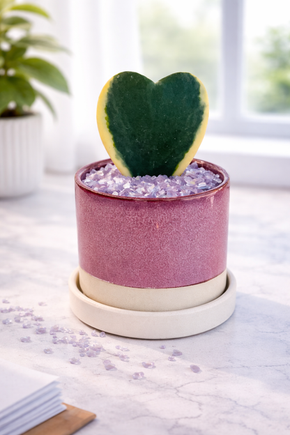 Hoya Kerrii Heart Variegated