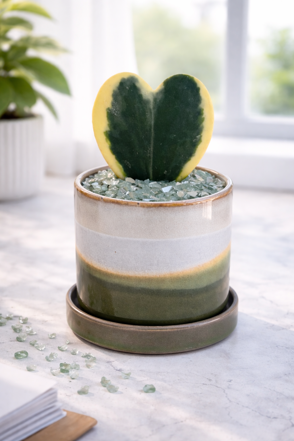 Hoya Kerrii Heart Variegated