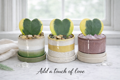 Hoya Kerrii Heart Variegated