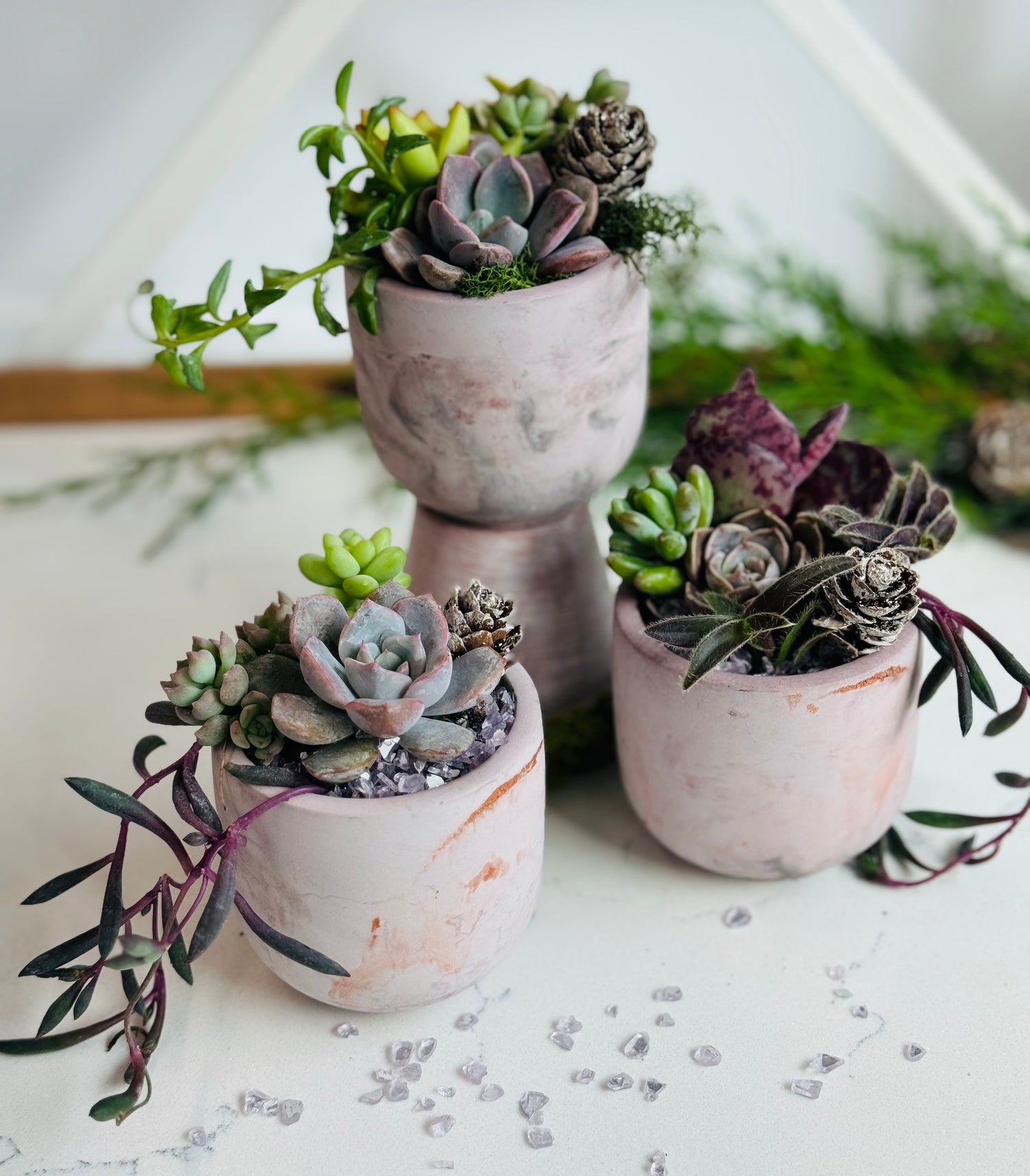 Succulent gift