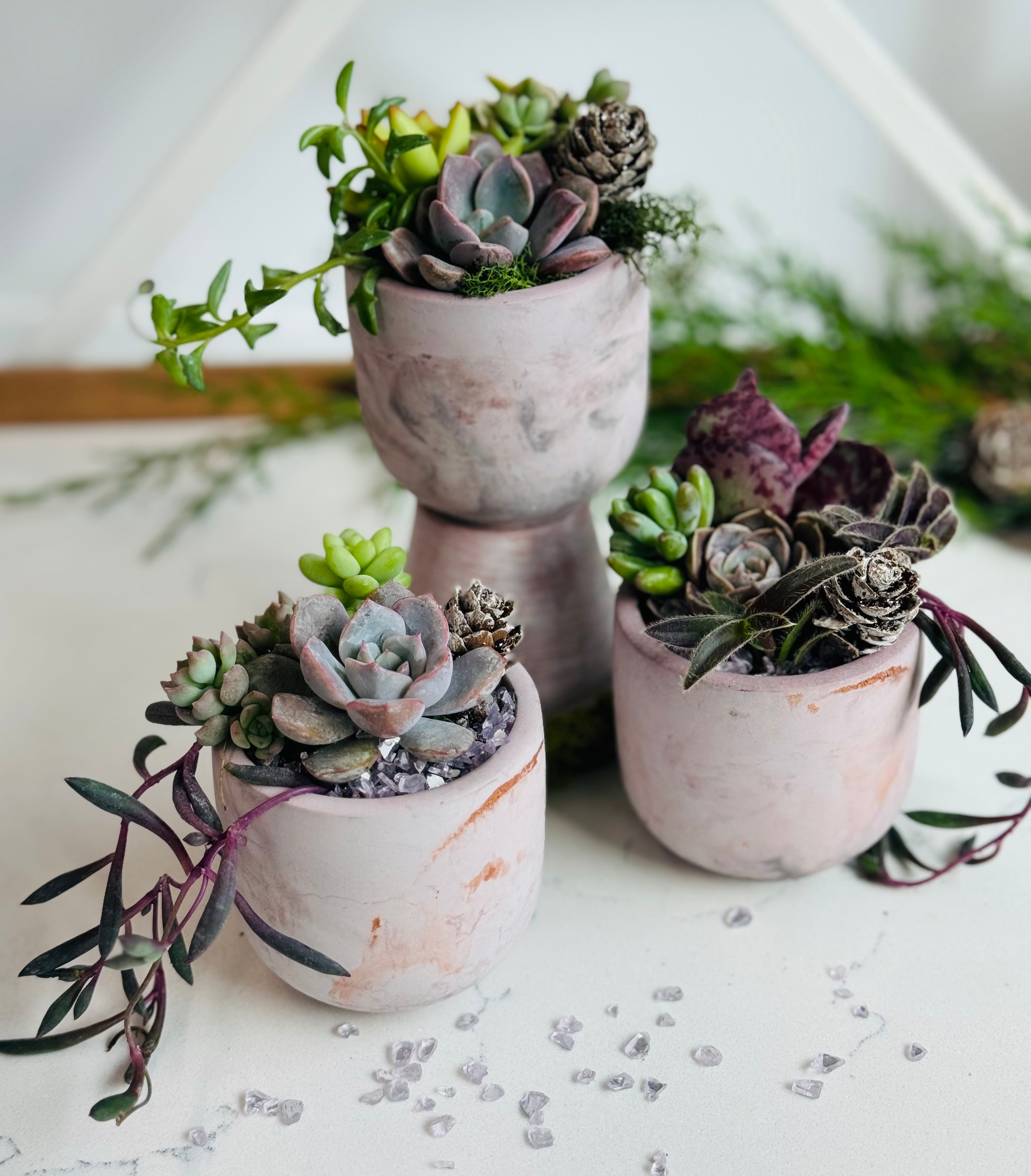 Succulent gift