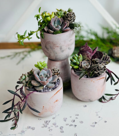 Succulent gift