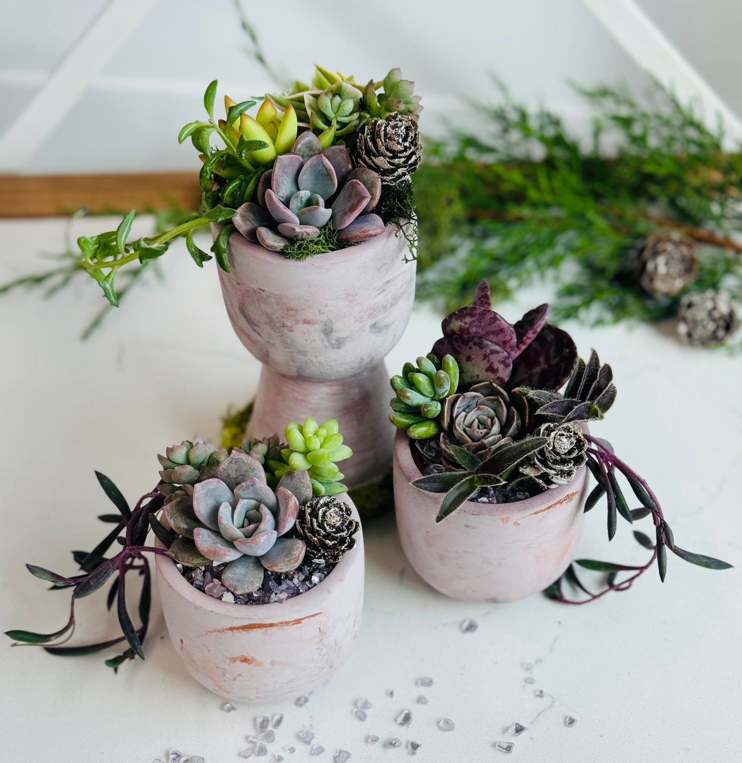 Succulent gift