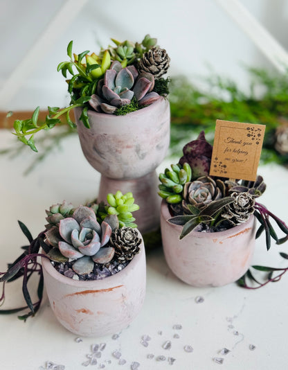 Succulent gift