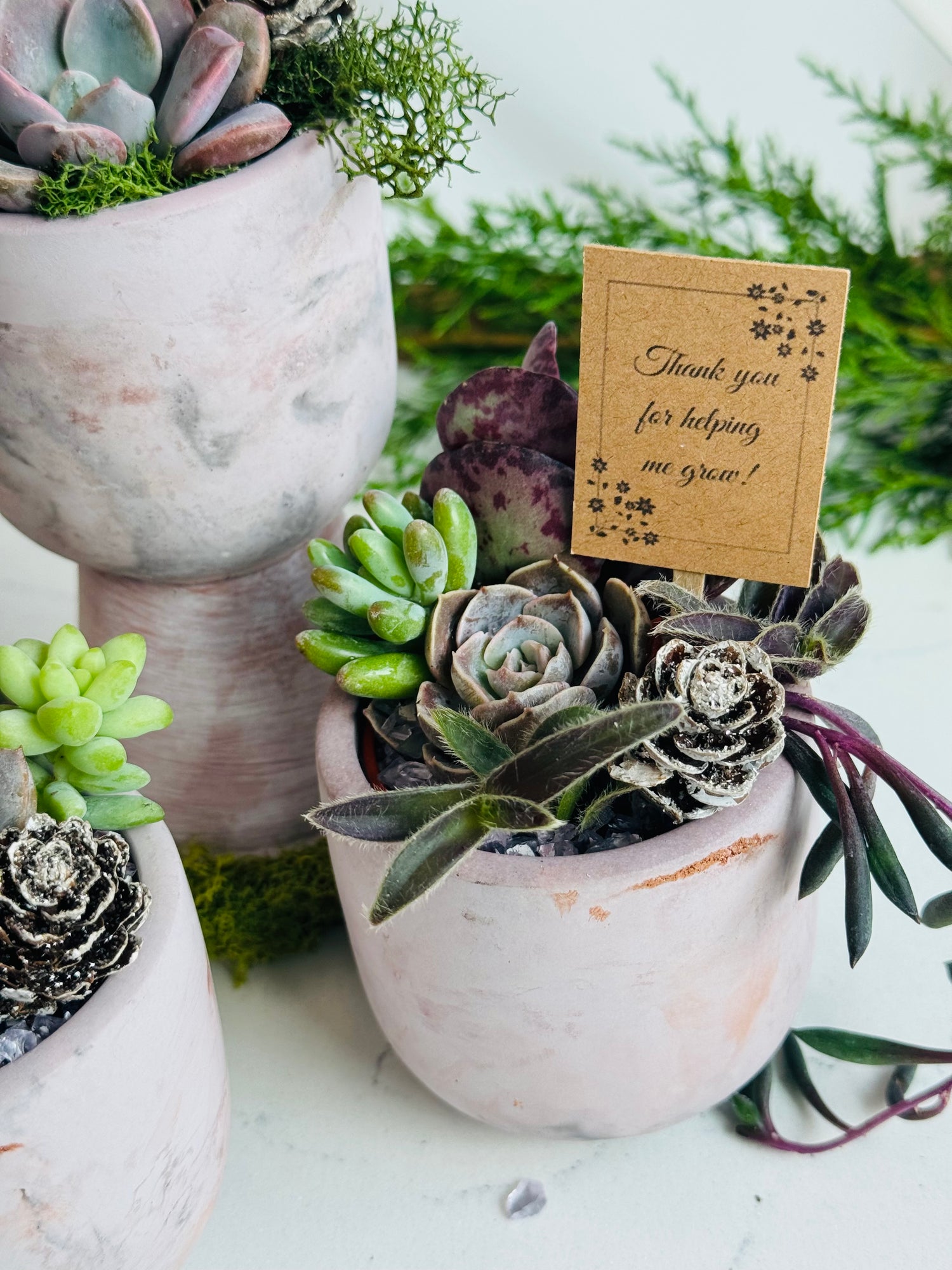 Succulent gift