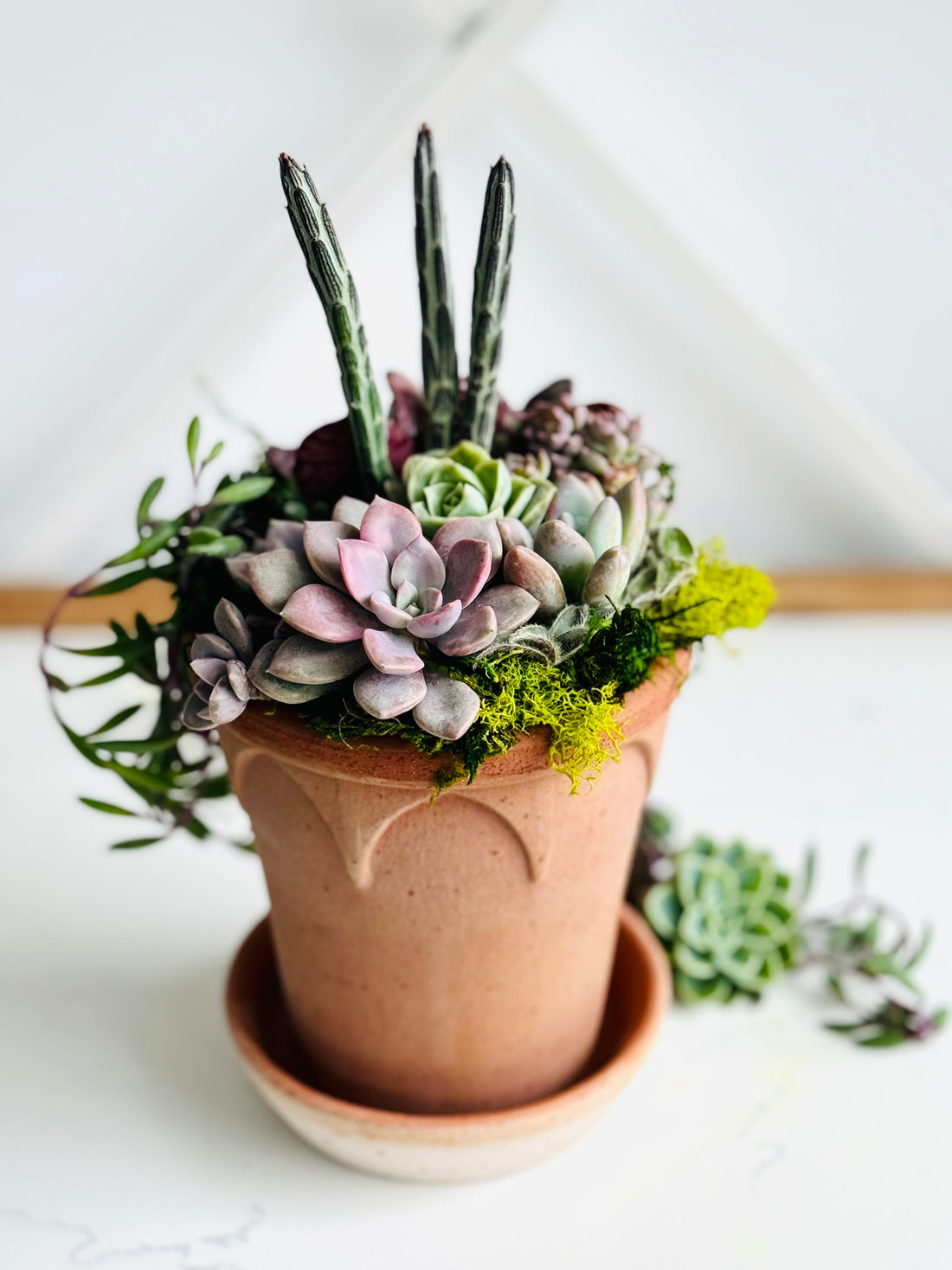 Succulent arrangement in Berg&