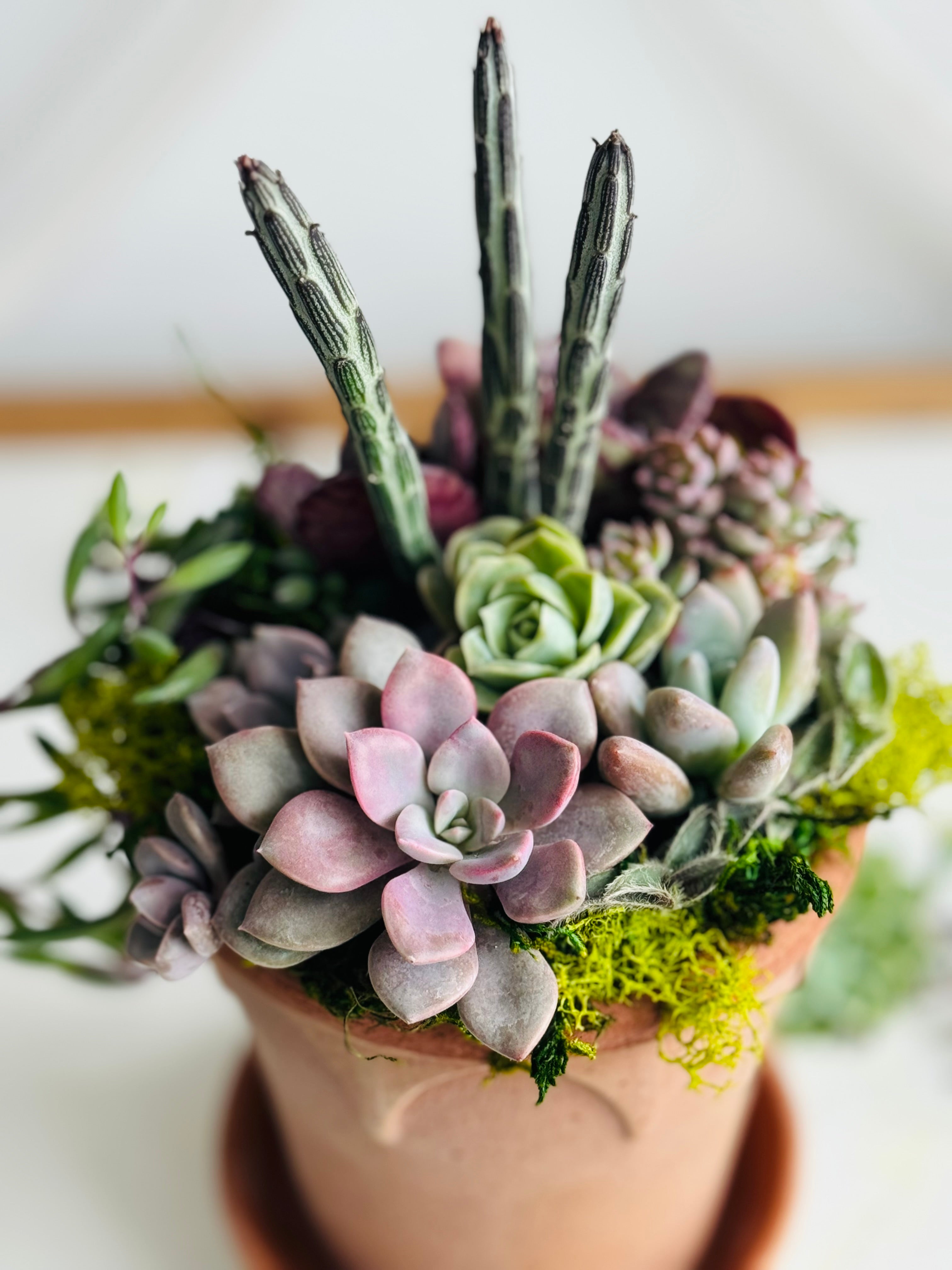Succulent arrangement in Berg&