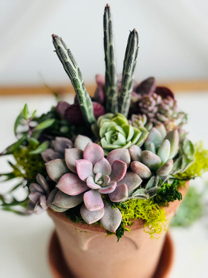 Succulent arrangement in Berg&