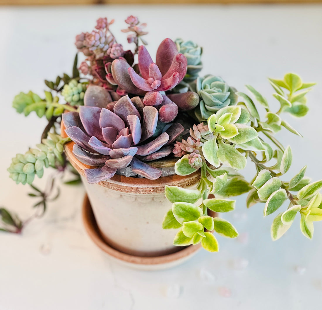 Mixed succulent arrangement
