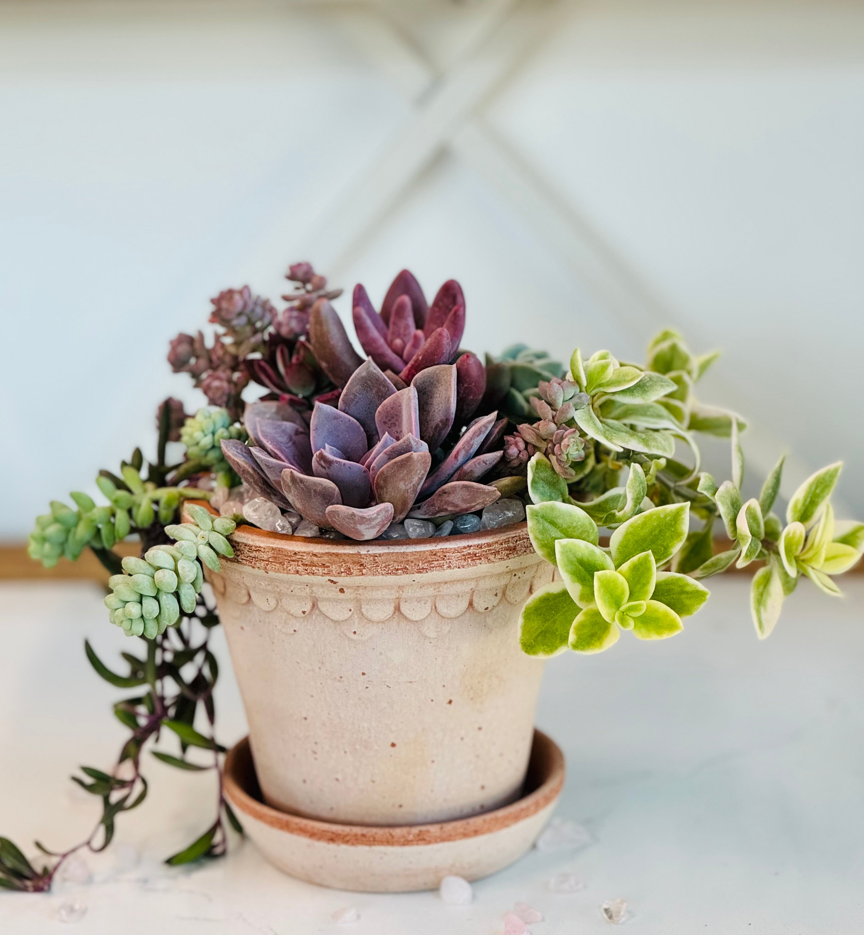Mixed succulent arrangement