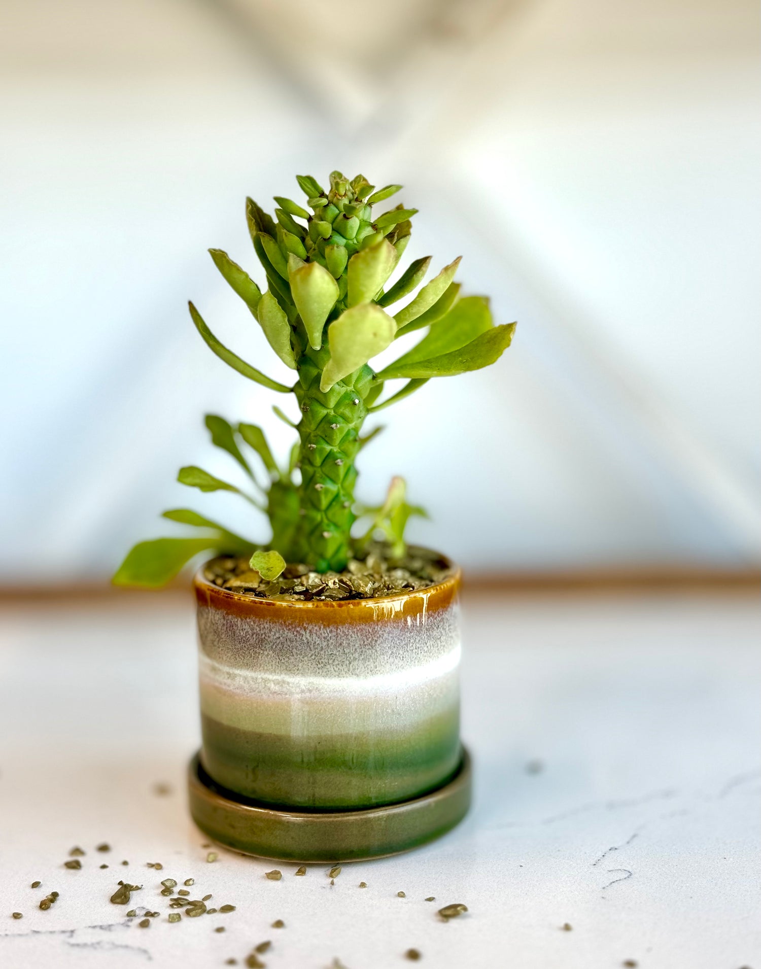 Euphorbia in decorative Pot