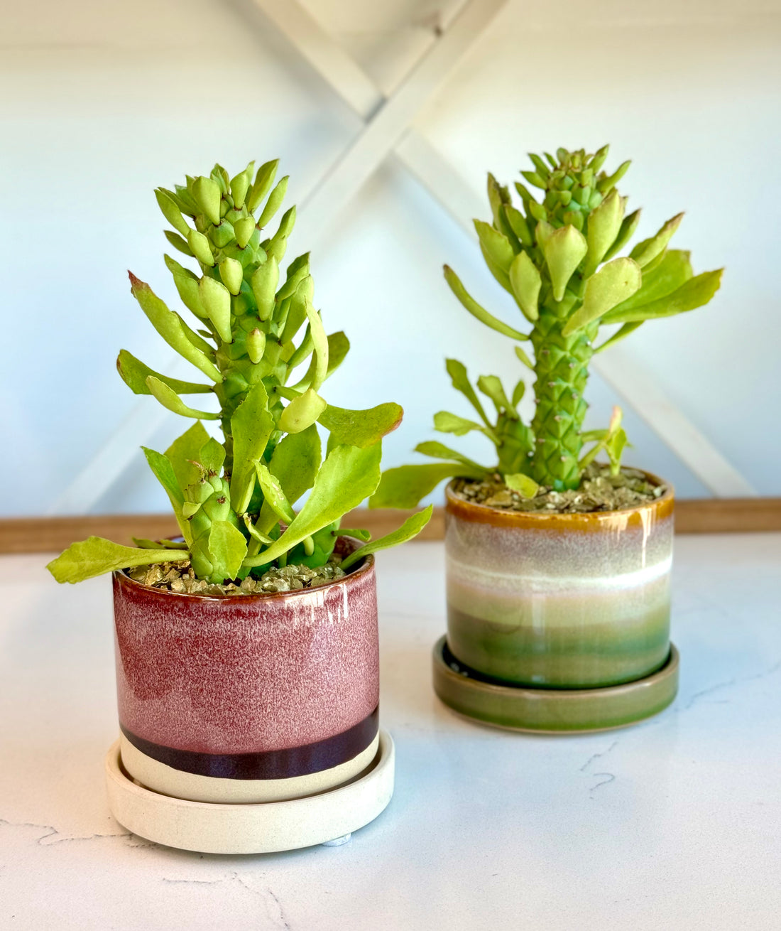 Euphorbia in decorative Pot
