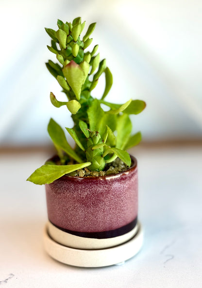 Euphorbia in decorative Pot