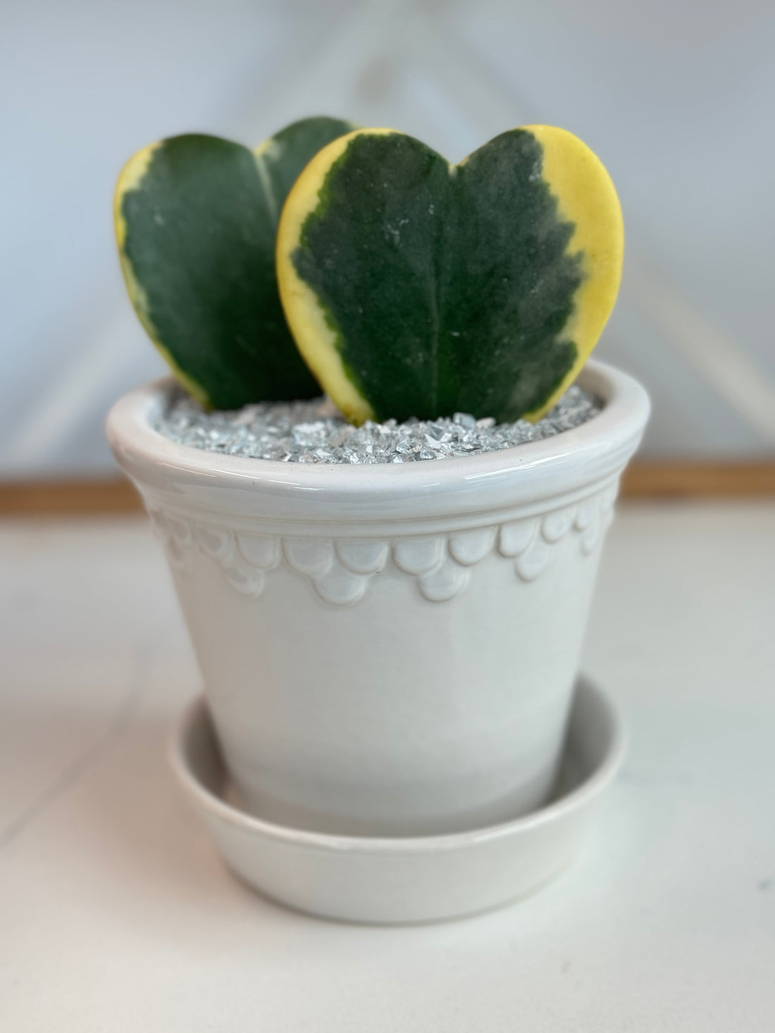 Variegated Hoya Kerrii heart arrangement