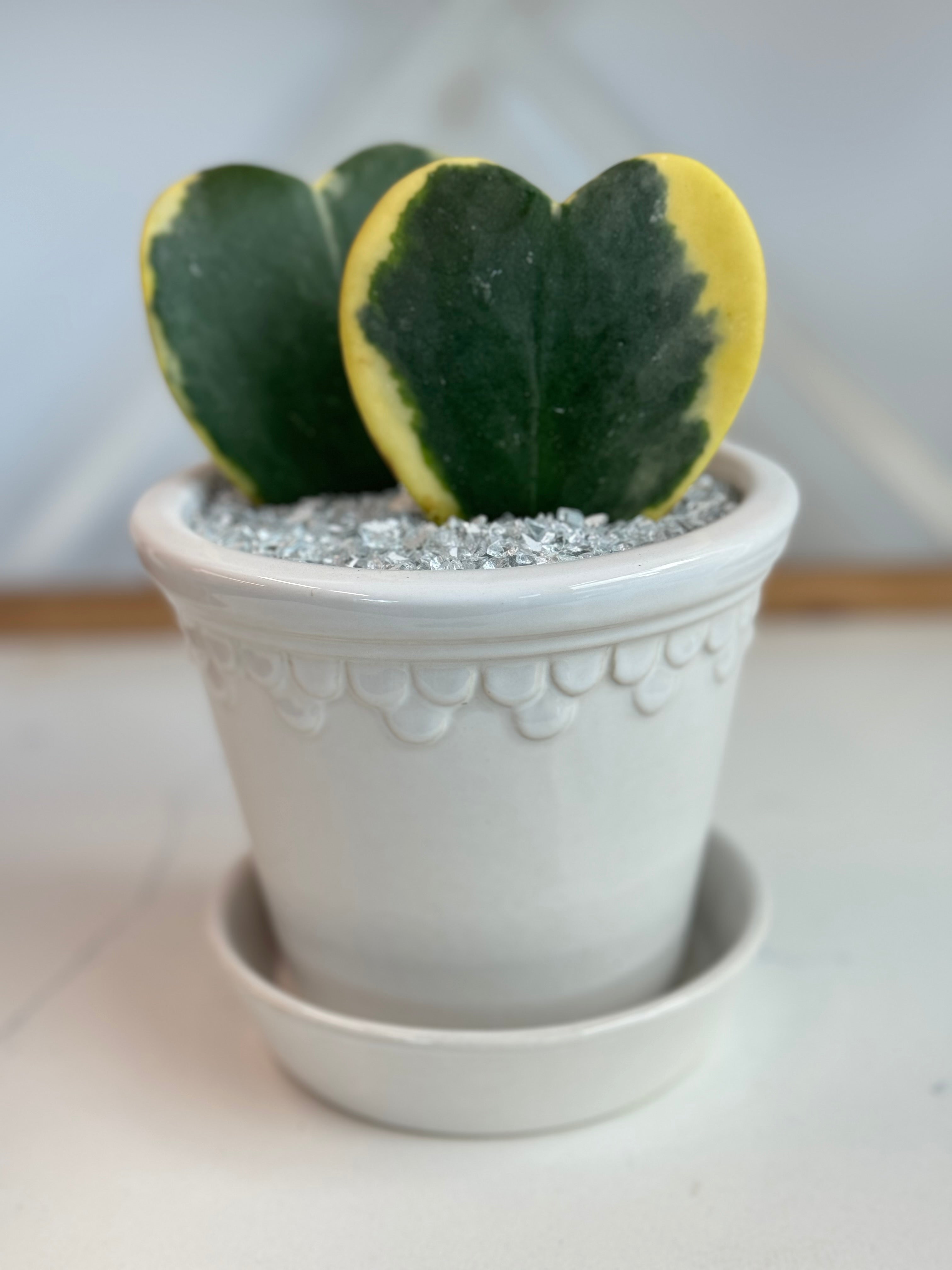 Variegated Hoya Kerrii heart arrangement