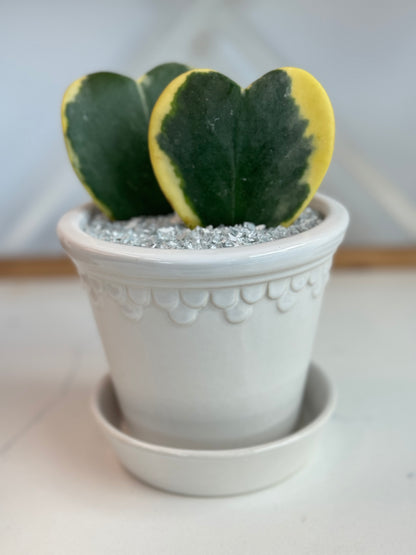 Variegated Hoya Kerrii heart arrangement