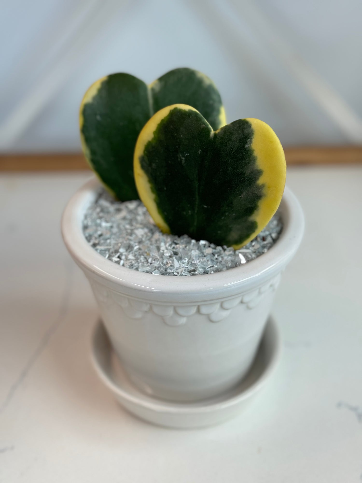 Variegated Hoya Kerrii heart arrangement