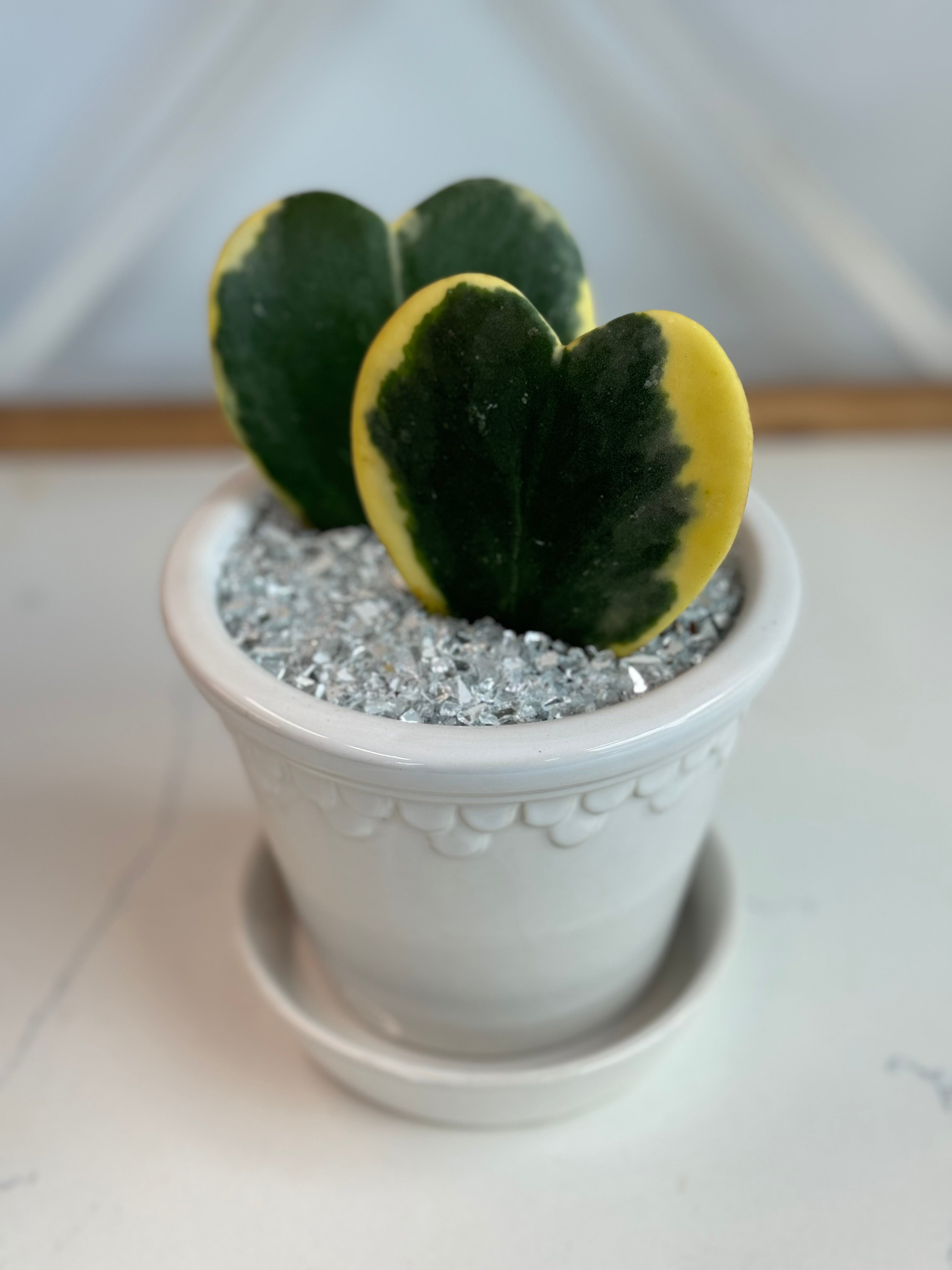 Variegated Hoya Kerrii heart arrangement