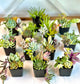 Mixed Succulent Pots