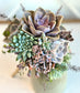 Succulent Wedding Bouquet