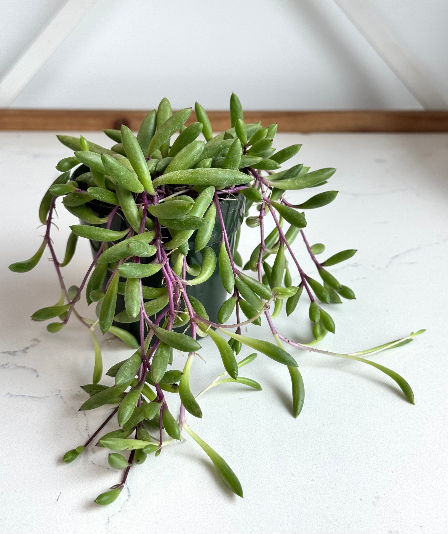 Ruby Necklace (Othonna capensis)