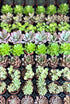 Fairy Pot Succulent Mix