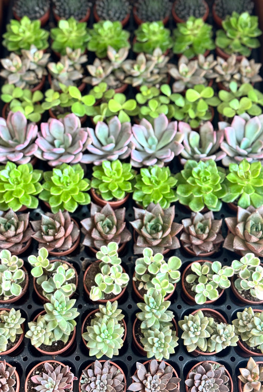 Fairy Pot Succulent Mix